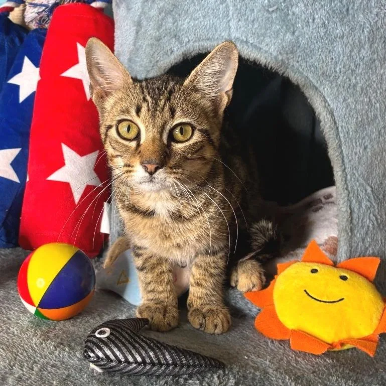 A baby small-sized male Brown / Chocolate Domestic Short Hair cat named Adidas for adoption in Brownsboro, AL
