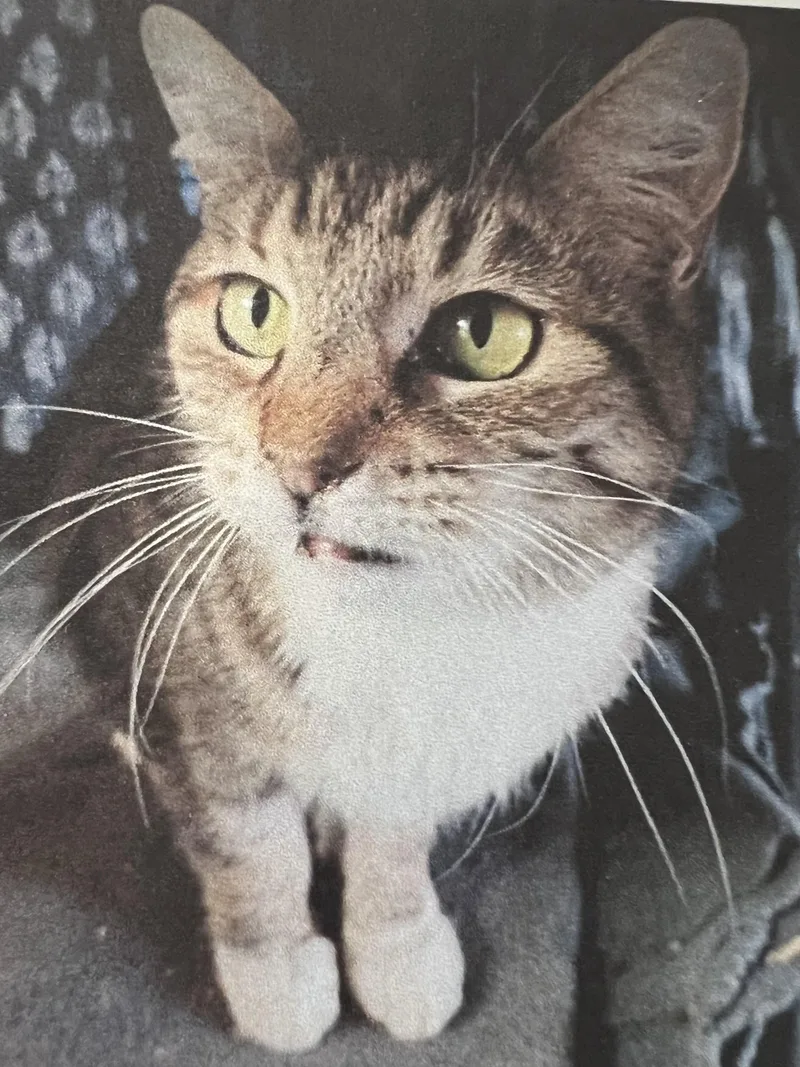 An adult large-sized female Tortoiseshell Domestic Short Hair cat named Caroline for adoption in New Windsor, NY