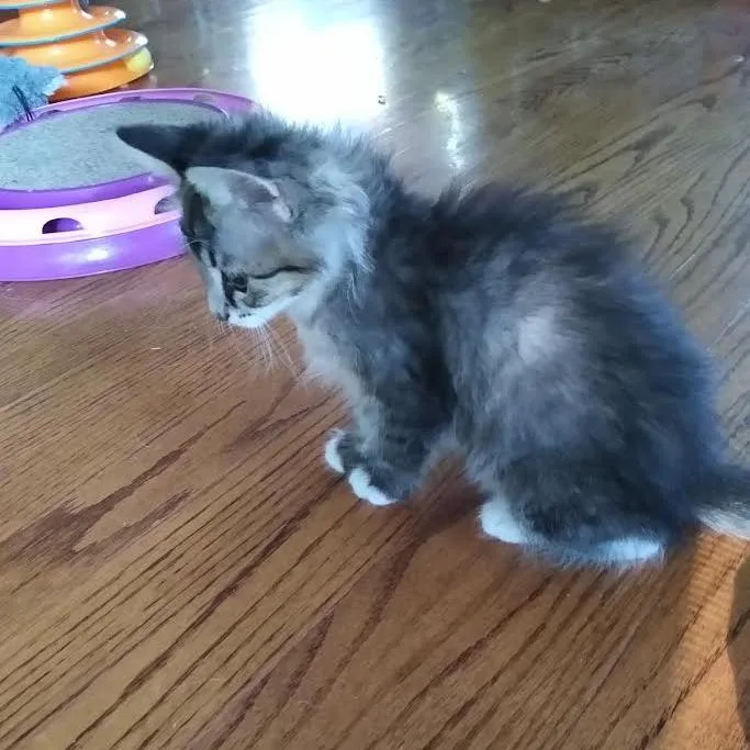 A baby small-sized female Brown / Chocolate Domestic Short Hair cat named Amiga for adoption in South Elgin, IL