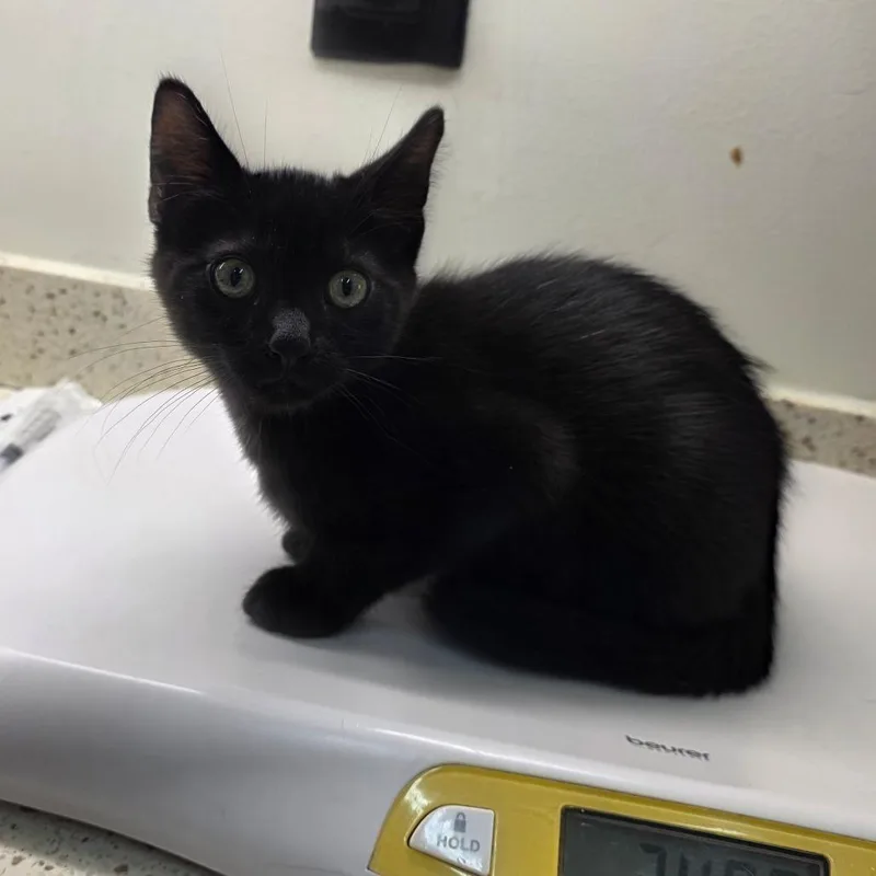 A baby small-sized male Domestic Short Hair cat named Billy for adoption in Auburn, AL
