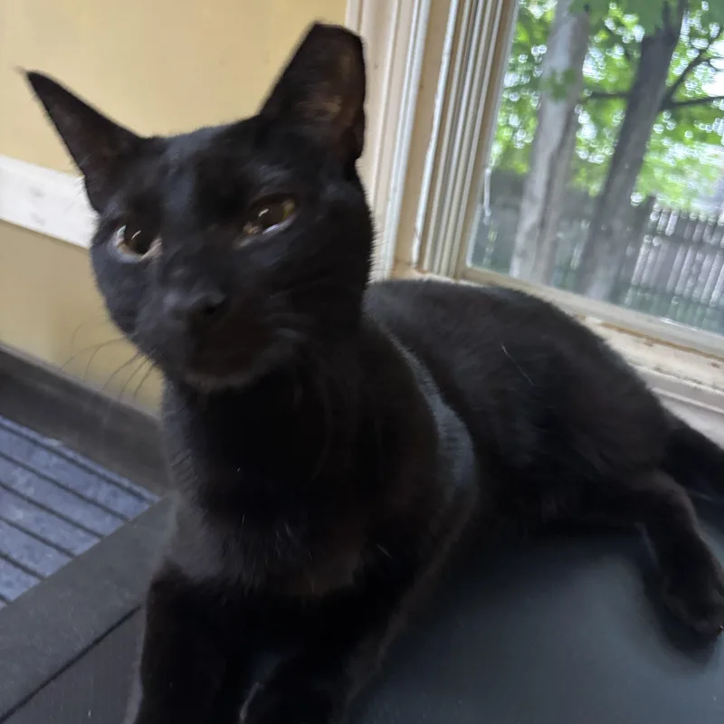 A baby small-sized female Domestic Short Hair cat named Galaxy for adoption in Melrose, MA