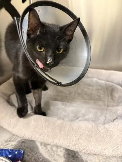 A young medium-sized male Domestic Short Hair cat named Mauricio for adoption in Memphis, TN