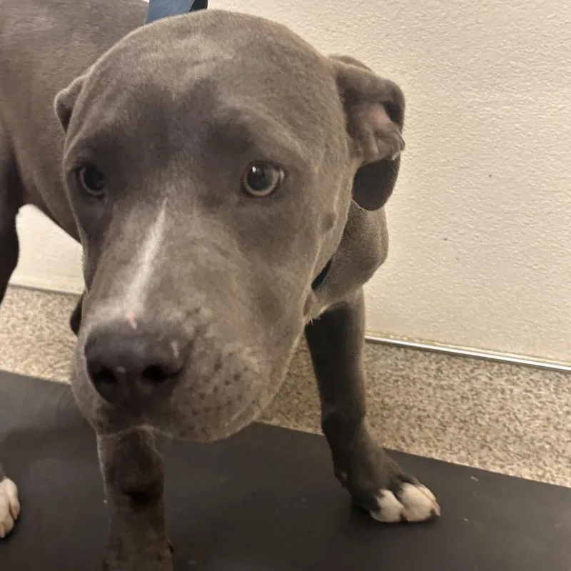 A young medium-sized female Gray / Blue / Silver Mixed Breed dog named Brandy for adoption in Medford, OR