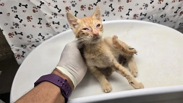 A baby small-sized male Domestic Short Hair cat named Luke for adoption in Riverside, CA