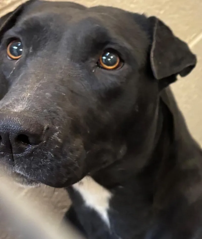 A young medium-sized female Shar-Pei dog named Abigail for adoption in Elizabethton, TN