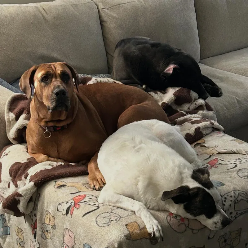 An adult small-sized female Cane Corso dog named Freya Home to for adoption in South Elgin, IL
