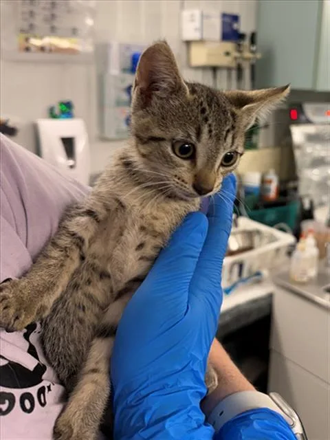 A baby medium-sized female Brown / Chocolate Domestic Short Hair cat named Sylvia for adoption in Woodland, CA