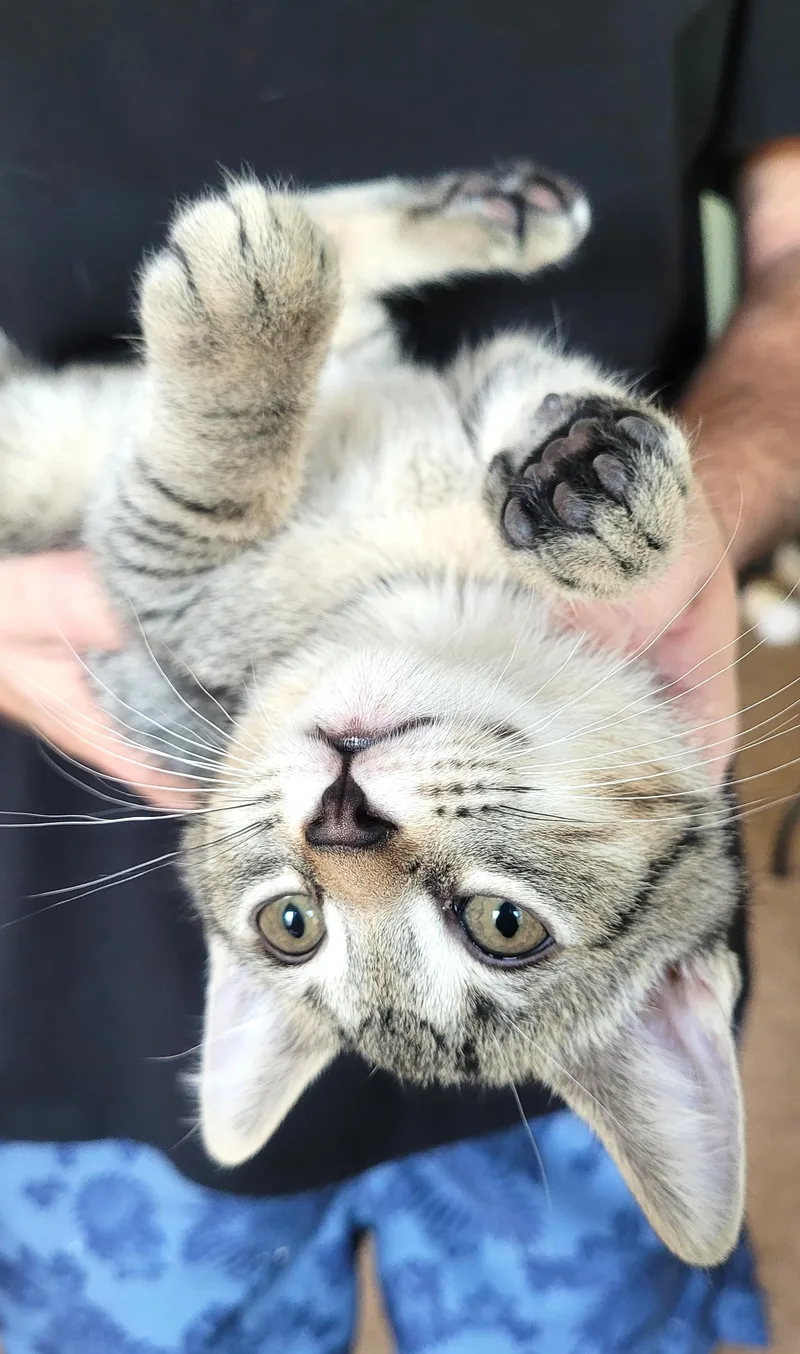 A baby medium-sized male Tabby cat named Summer for adoption in Bentonville, AR
