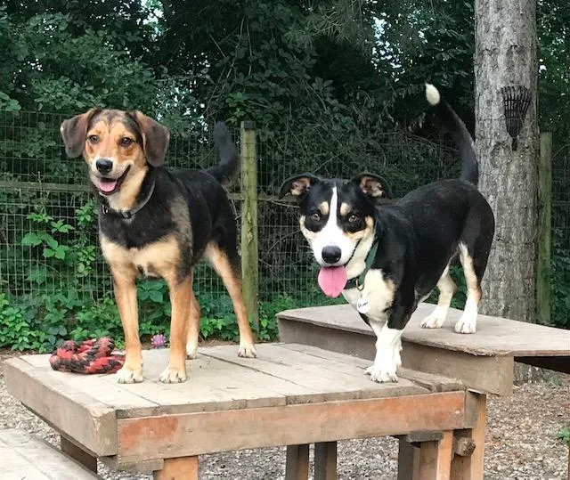 A young medium-sized male Tricolor (Brown, Black, & White) Basset Hound dog named Stumpy for adoption in Honeoye Falls, NY