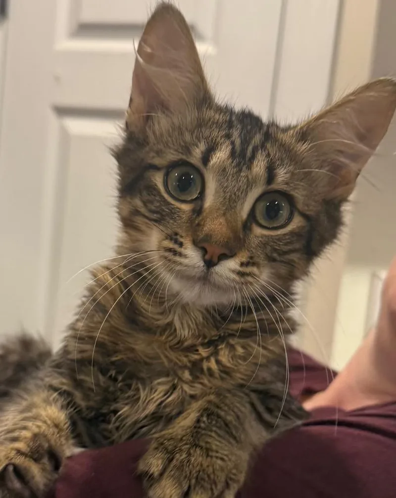 A baby medium-sized male Domestic Medium Hair cat named Frank for adoption in Evans, GA