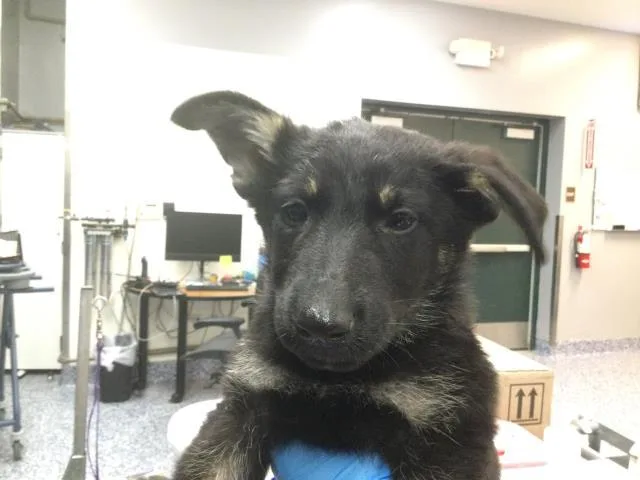 A baby small-sized female German Shepherd Dog dog named Thelma for adoption in Thousand Palms, CA
