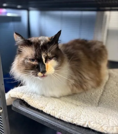 A senior large-sized female Calico Siamese cat named Fluff for adoption in Long Beach, WA