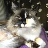 Fluff thumbnail 4