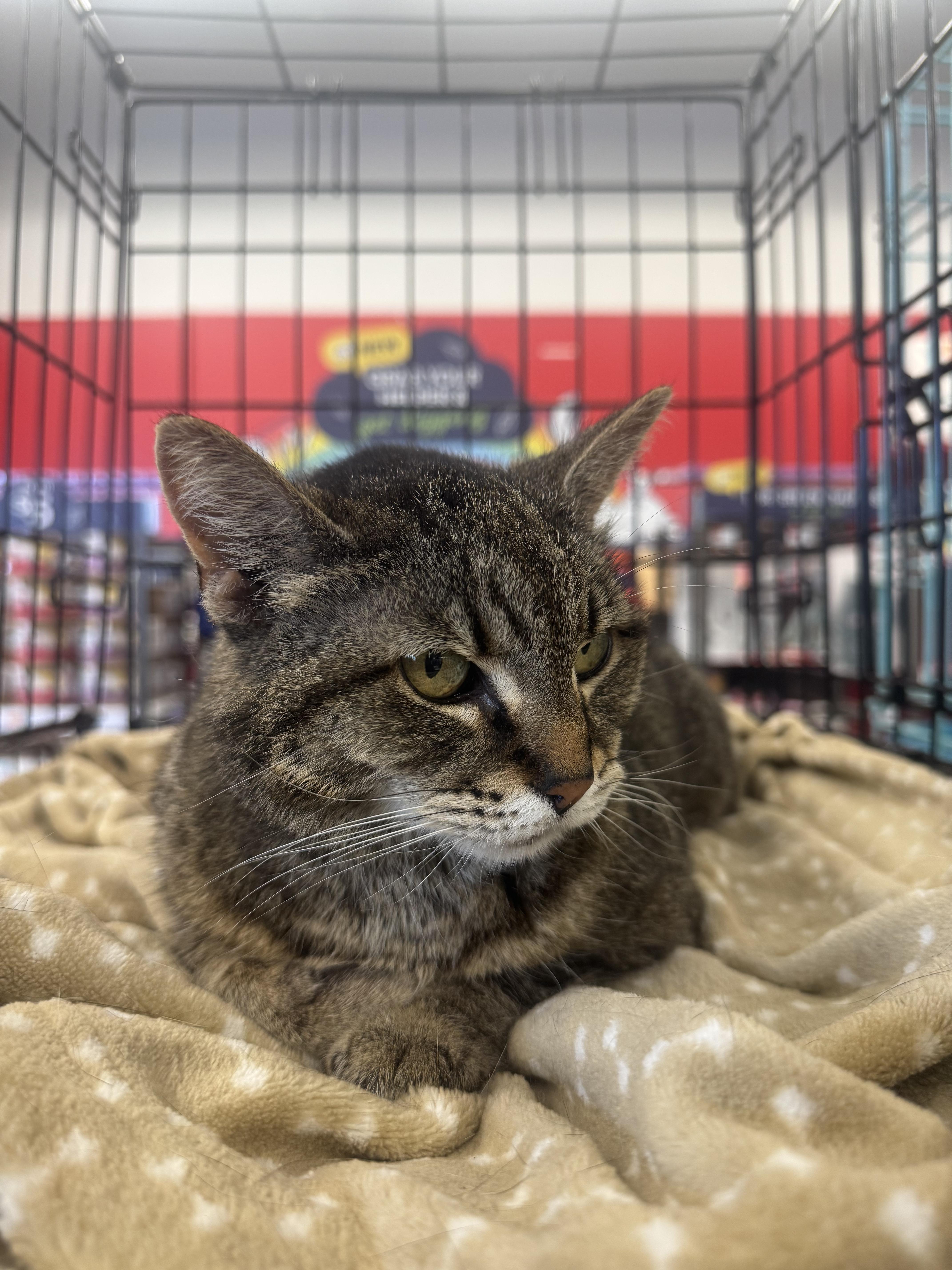 A senior medium-sized female Tabby (Brown / Chocolate) Domestic Short Hair cat named Caspia for adoption in Great Mills, MD
