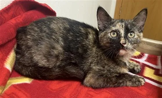 A baby small-sized female Domestic Short Hair cat named Ariel for adoption in Ames, IA