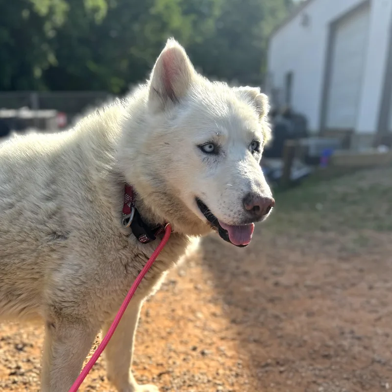 An adult large-sized male White / Cream Husky dog named Salt Water for adoption in Columbia, SC