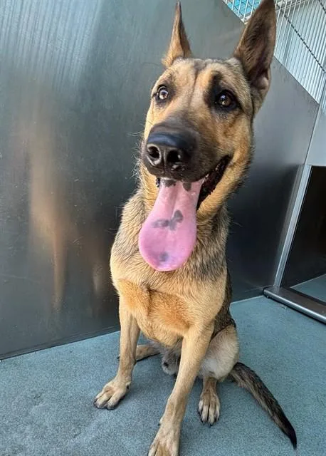 A young medium-sized male German Shepherd Dog dog named Jackson for adoption in Baldwin Park, CA