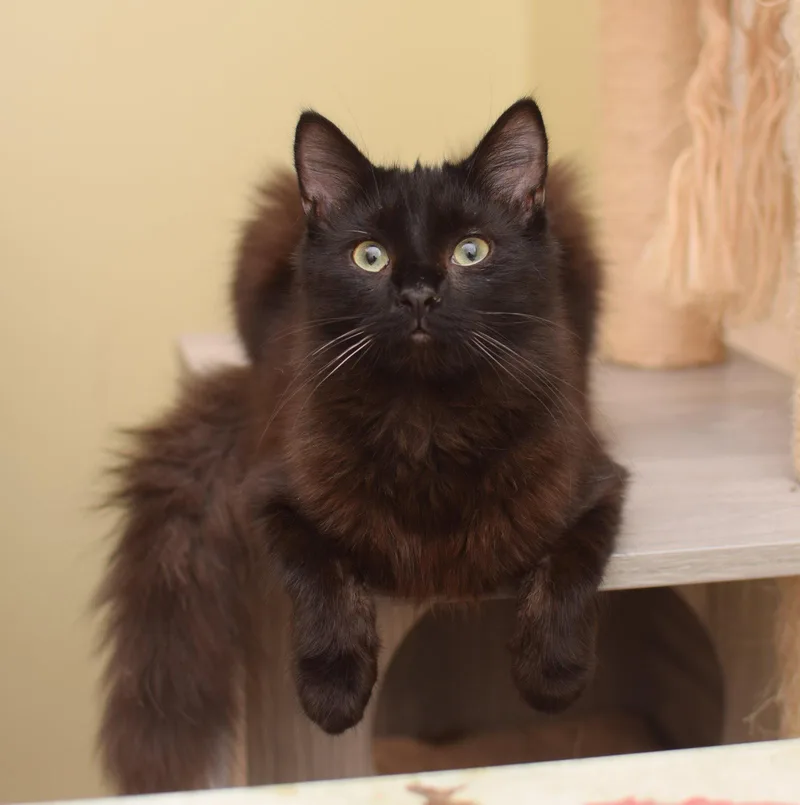 A baby medium-sized male Maine Coon cat named Watch for adoption in Hockessin, DE