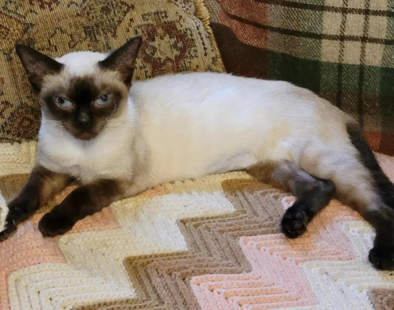 A young medium-sized female Seal Point Siamese cat named Mia for adoption in Export, PA