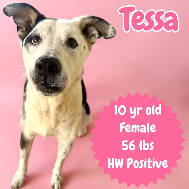 A senior medium-sized female Mixed Breed dog named Tessa for adoption in Sorrento, LA