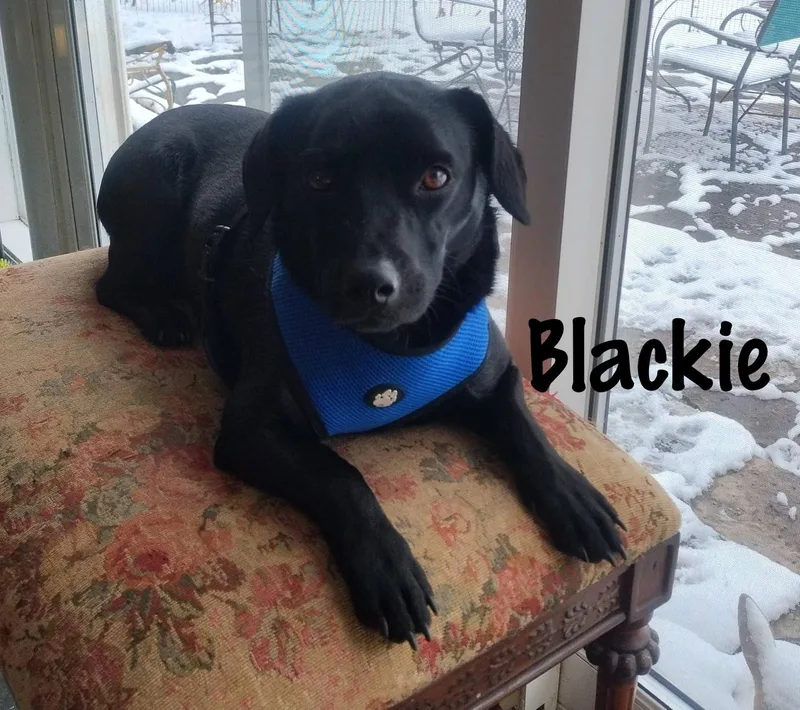 Blackie thumbnail 2