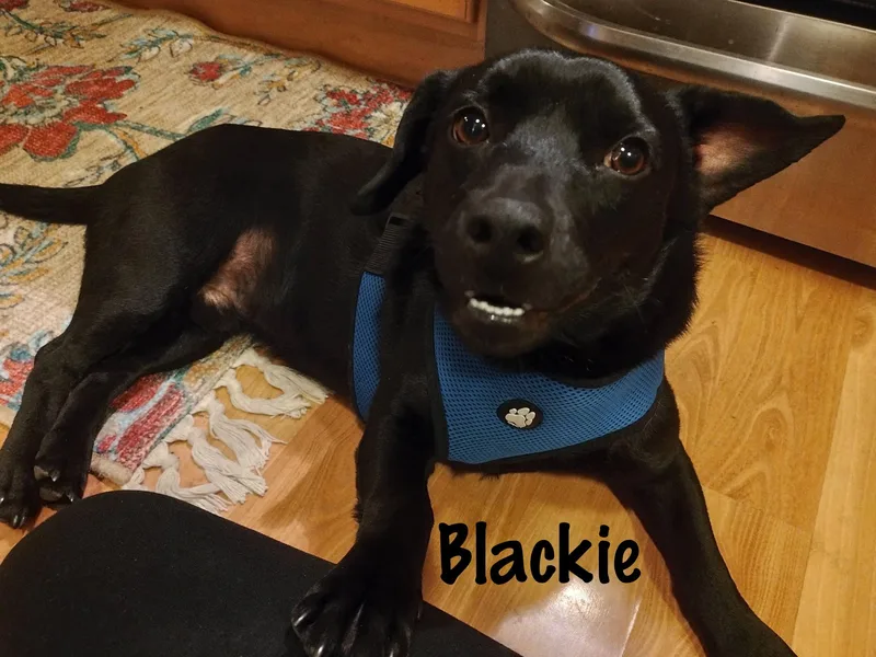 Blackie
