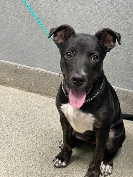 A young medium-sized male Pit Bull Terrier dog named Leprechaun for adoption in Las Vegas, NV