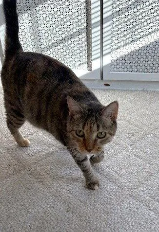 A young medium-sized female Domestic Short Hair cat named Sister Cat for adoption in Lutherville, MD