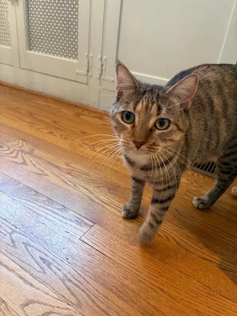 Sister Cat thumbnail 2
