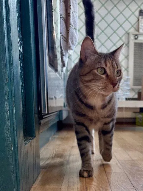 Sister Cat thumbnail 3
