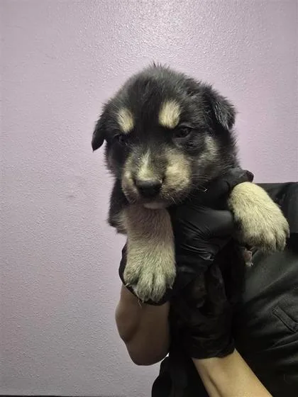 A baby large-sized male Black German Shepherd Dog dog named 60768667 for adoption in El Paso, TX