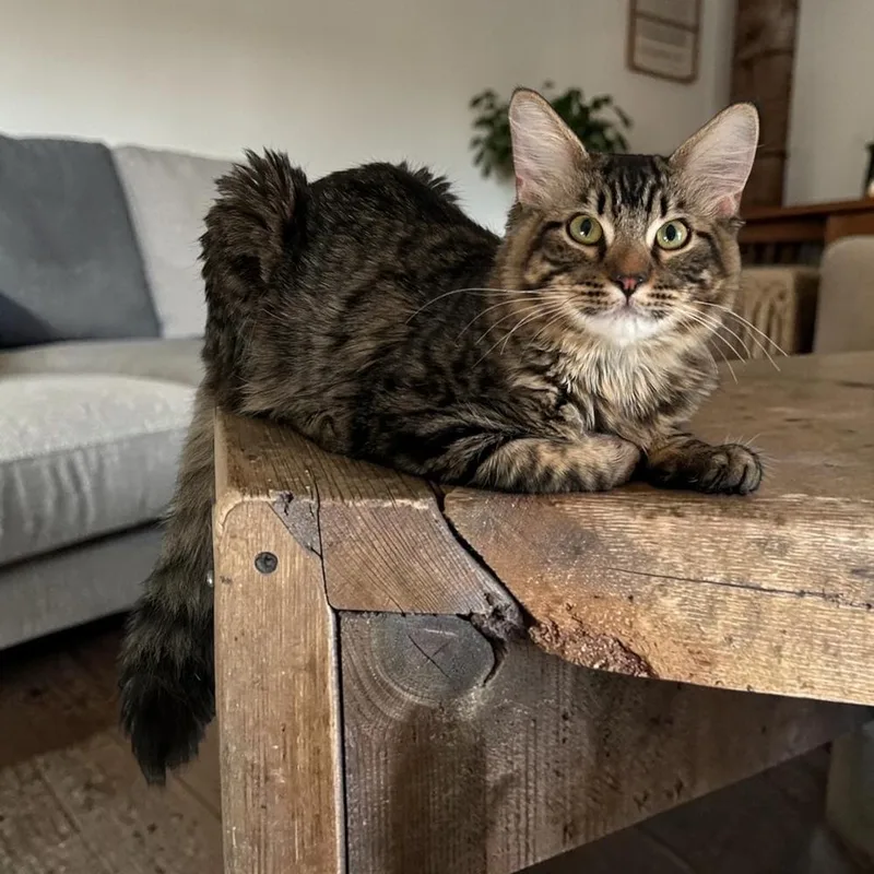 A young large-sized male Domestic Long Hair cat named Milano "milo" for adoption in Blanchard, OK
