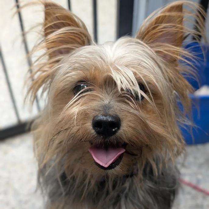 Scarlett thumbnail 2