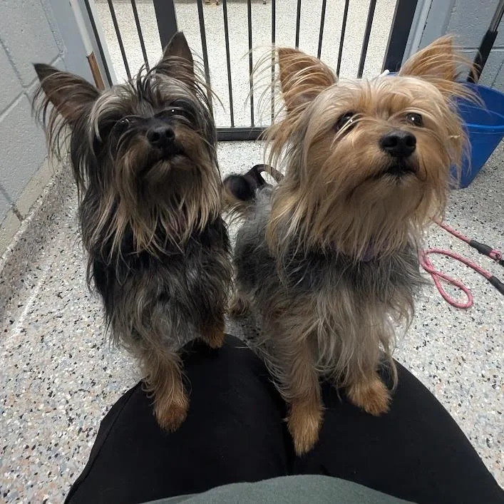 Scarlett thumbnail 3