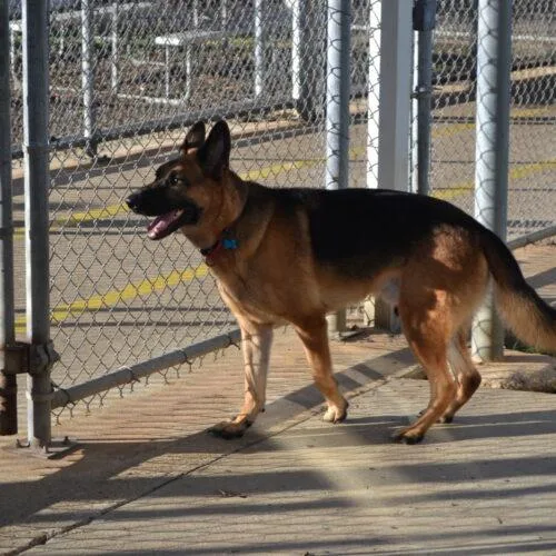 An adult large-sized male Sable German Shepherd Dog dog named Selleck for adoption in Jackson, LA