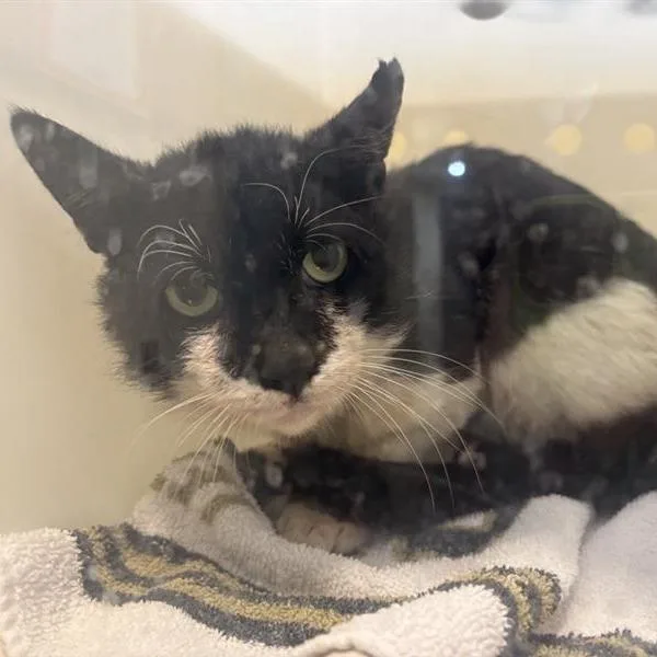 An adult large-sized male White Domestic Short Hair cat named Snowy for adoption in Pasadena, CA