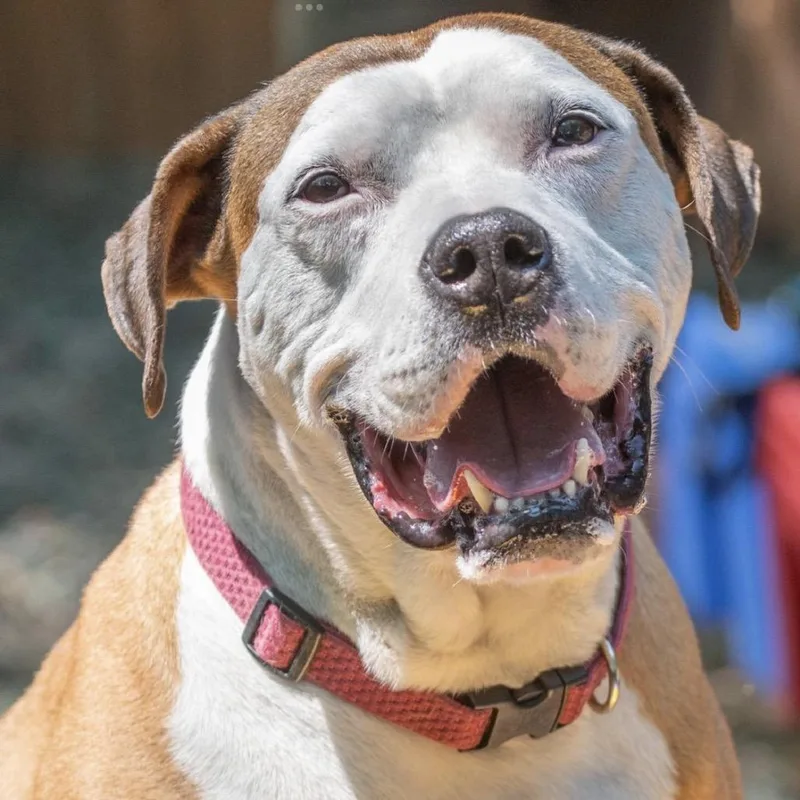 Peter "the Pit" Parker thumbnail 3