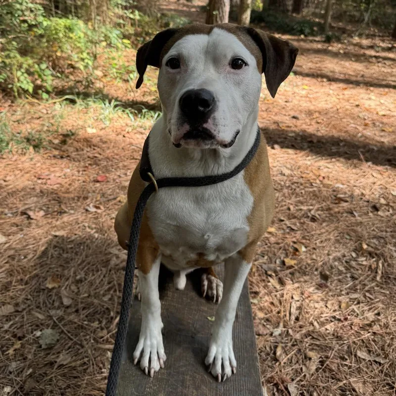 Peter "the Pit" Parker thumbnail 5