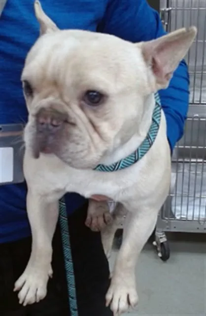 A young medium-sized male French Bulldog dog named Bret Micheals for adoption in Salinas, CA