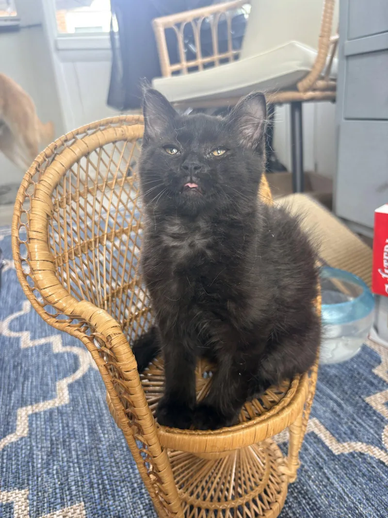 A baby medium-sized male Domestic Medium Hair cat named Fluff Monster for adoption in Walled Lake, MI