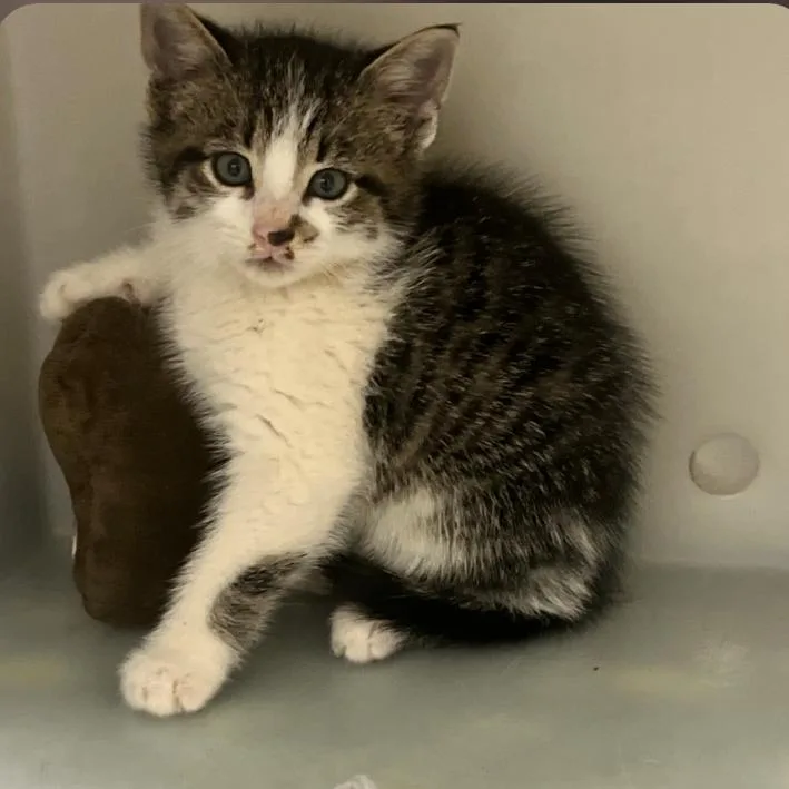 A baby small-sized male Gray / Blue / Silver Domestic Short Hair cat named Bobby Jr In Oakton for adoption in Alexandria, VA