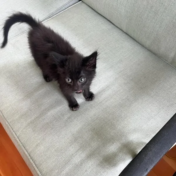 A baby small-sized male Black Domestic Medium Hair cat named Iron Man for adoption in Evanston, IL