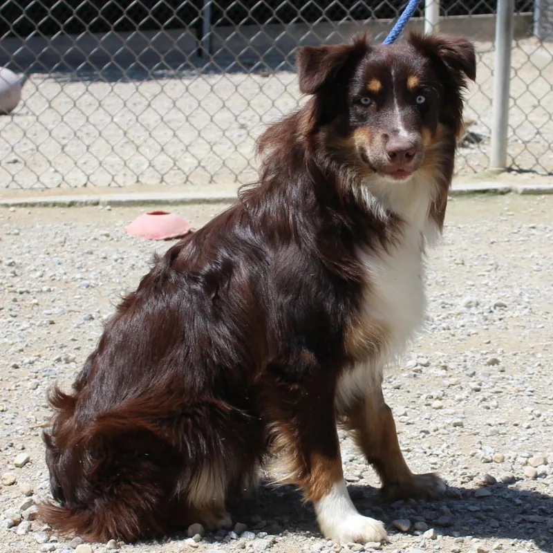 A young medium-sized male Apricot / Beige Australian Shepherd dog named Blue for adoption in Eaton, OH