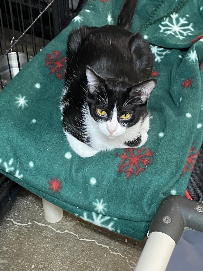 A young medium-sized female Domestic Short Hair cat named Hattie for adoption in New Richmond, WI