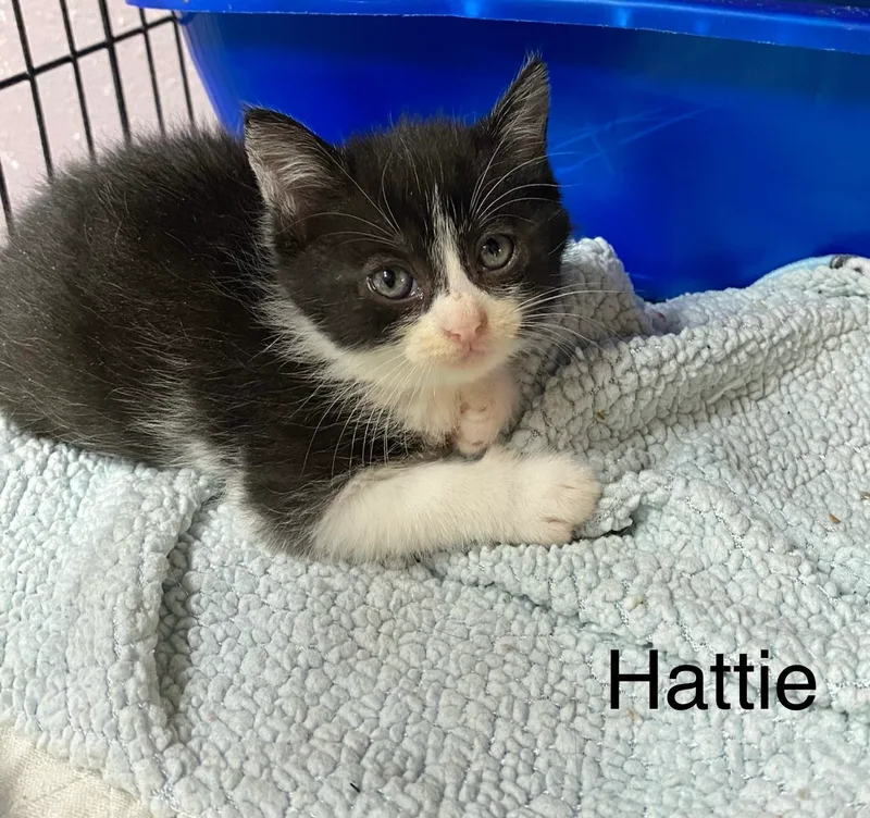 Hattie thumbnail 3