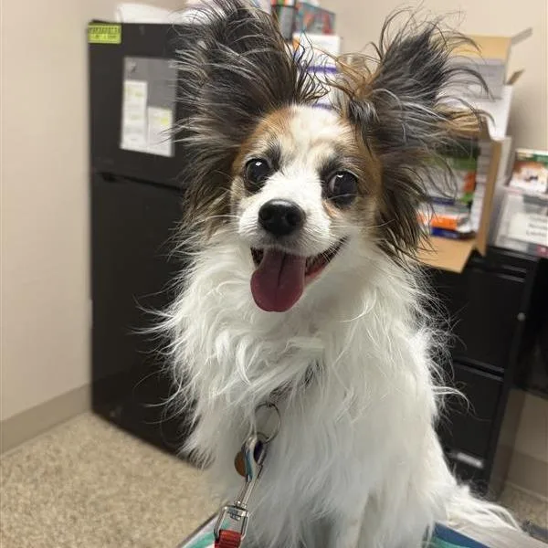 A senior small-sized male Papillon dog named Bentley for adoption in Tempe, AZ