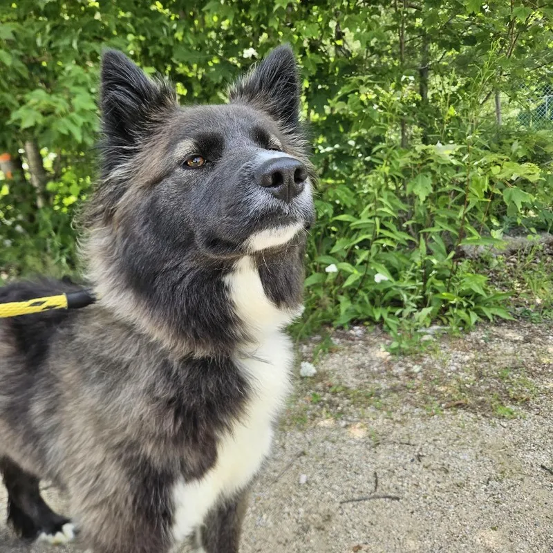 An adult medium-sized female Black Husky dog named Willow for adoption in Conway, NH