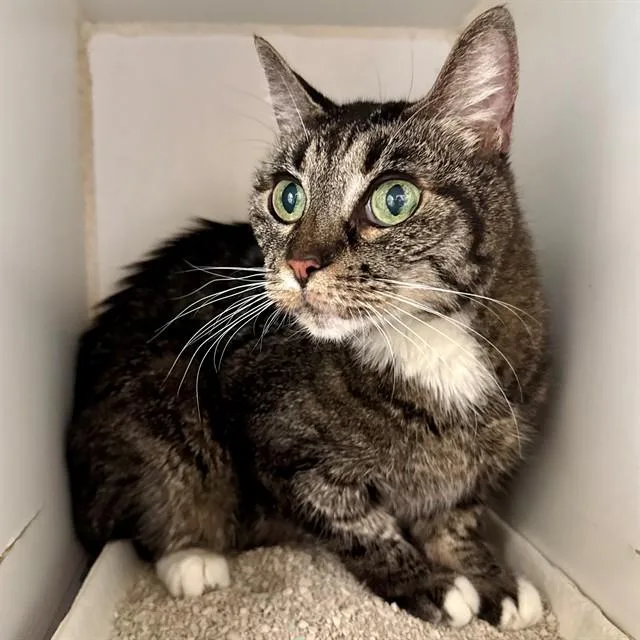 An adult small-sized female Domestic Short Hair cat named Bonnie for adoption in Riverside, CA