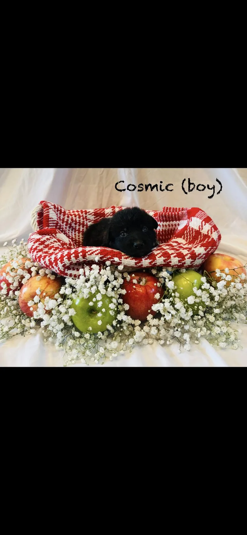 A baby large-sized male Anatolian Shepherd dog named Cosmic Htx for adoption in Quinlan, TX