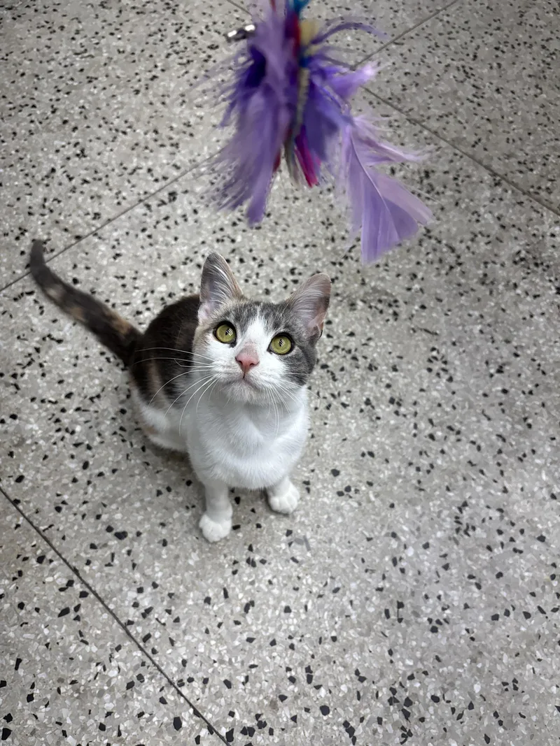 A young small-sized female Dilute Calico Domestic Short Hair cat named Mary Jane for adoption in Columbus, OH